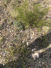 Ipomopsis longiflora