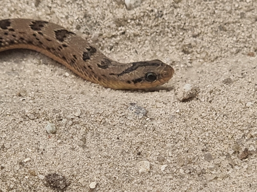 Spotted Night Adder