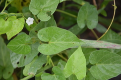 Ipomoea plebeia
