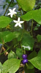 Psychotria laciniata