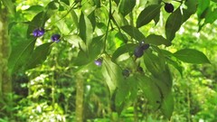 Psychotria laciniata