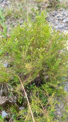 Baccharis boliviensis