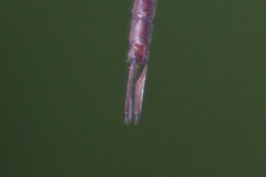 Triacanthagyna caribbea