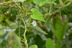 Ipomoea plebeia