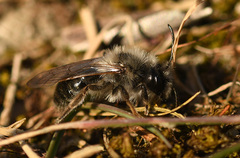 Andrena nycthemera