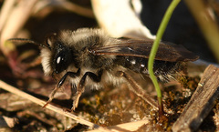 Andrena nycthemera