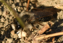 Andrena nycthemera
