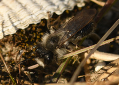 Andrena nycthemera