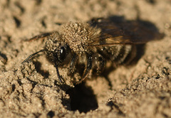 Andrena nycthemera