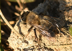 Andrena nycthemera