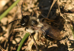 Andrena nycthemera