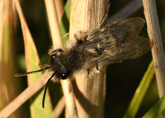 Andrena nycthemera