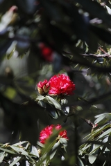 Rhododendron arboreum