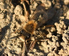 Andrena nycthemera