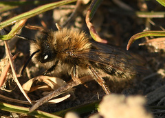 Andrena nycthemera