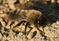 Andrena nycthemera