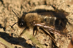 Andrena nycthemera