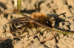 Colletes cunicularius