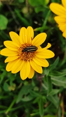 Astylus vittaticollis