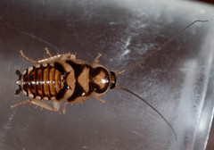 Robshelfordia circumducta