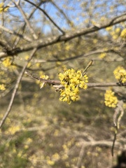 Cornus mas