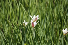 Tulipa clusiana