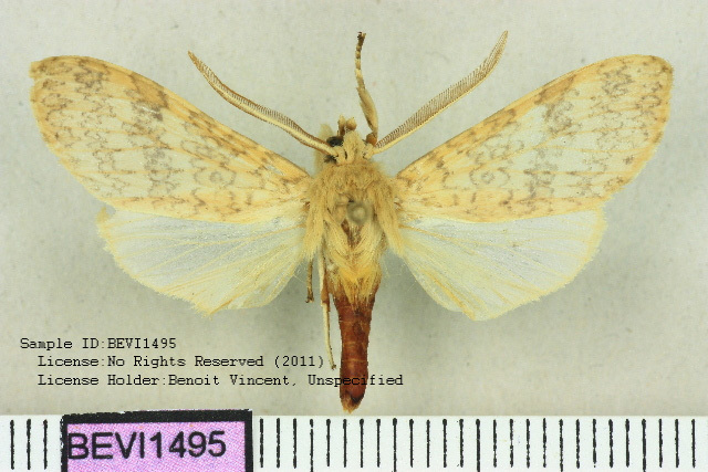 Lophocampa fasciata