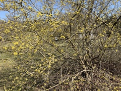 Cornus mas