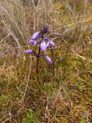 Gentianella rapunculoides