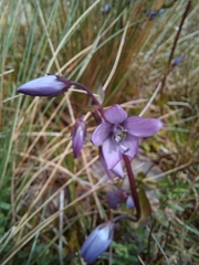 Gentianella rapunculoides