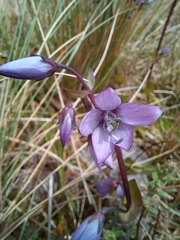 Gentianella rapunculoides