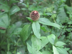 Centaurea phrygia carpatica