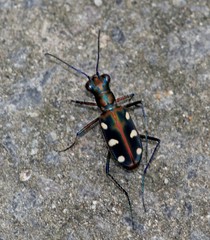 Cosmodela aurulenta aurulenta