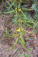 Fadogia