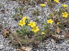 Linum elegans