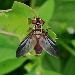 Homogenia