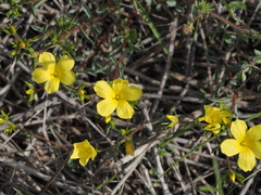 Linum elegans