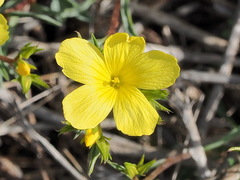Linum elegans