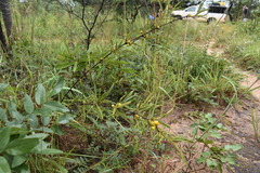Fadogia