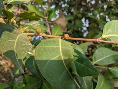 Ficus tinctoria gibbosa