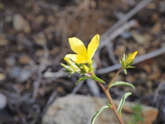 Linum elegans