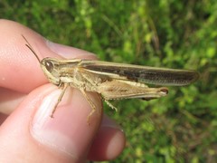 Aiolopus thalassinus dubius