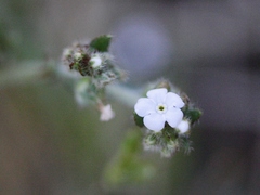 Plagiobothrys arizonicus