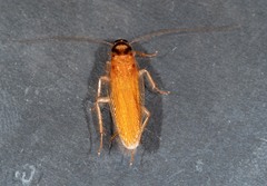 Robshelfordia circumducta