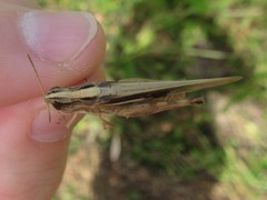 Aiolopus thalassinus dubius