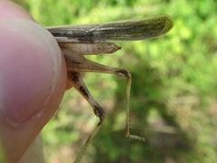 Aiolopus thalassinus dubius