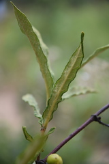 Fadogia
