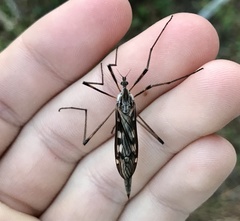 Tipula dorsimacula