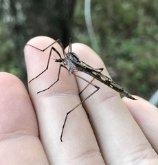 Tipula dorsimacula