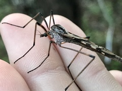 Tipula dorsimacula
